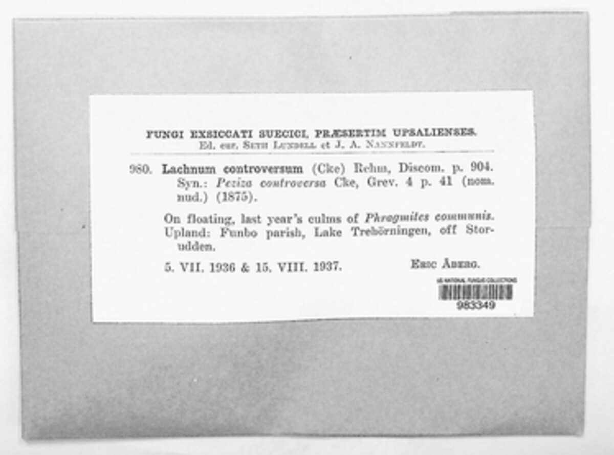 Lachnum controversum image